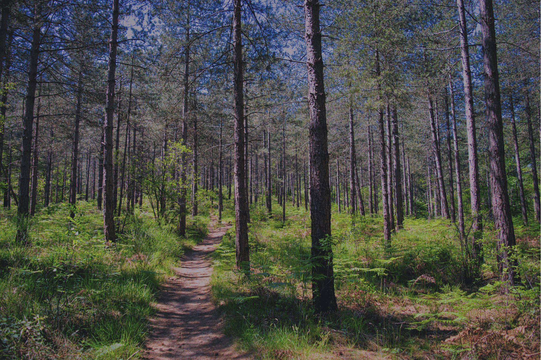 forest corp case study